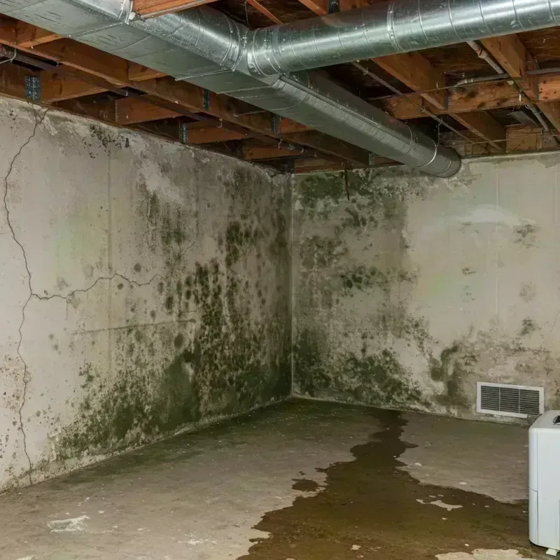 Professional Mold Removal in Aurora, MN